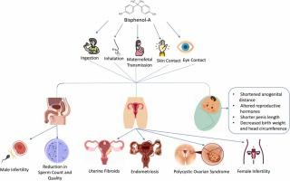 Understanding BPA and Its Impact on Infant Health
